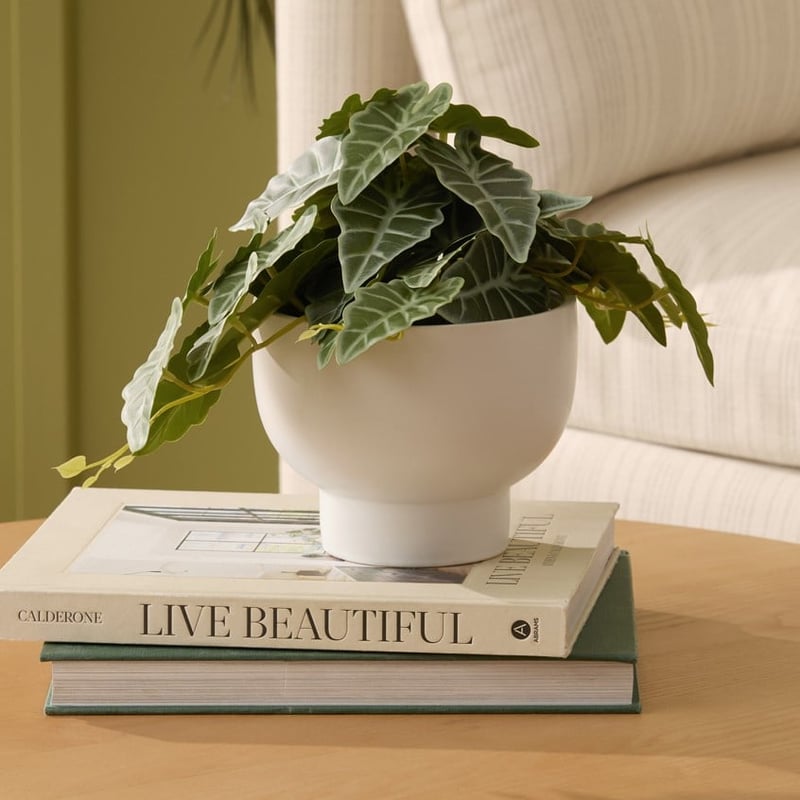 Green & White Potted Zebra Plant