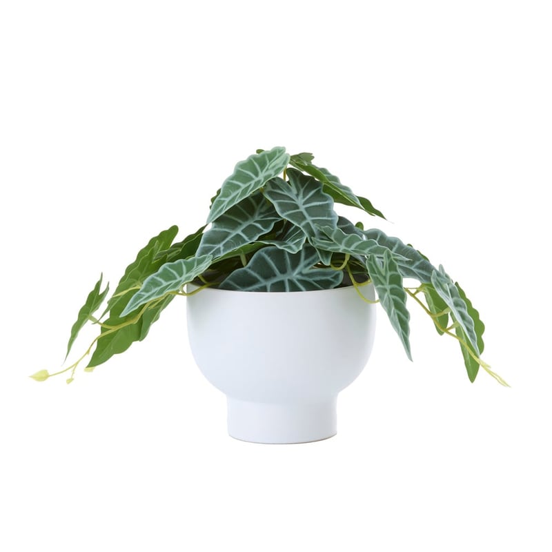 Green & White Potted Zebra Plant