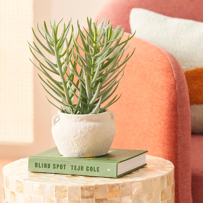 Green & Grey Potted Blue Chalk