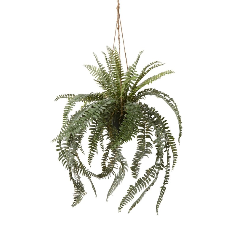 Silver Green Hanging Boston Fern