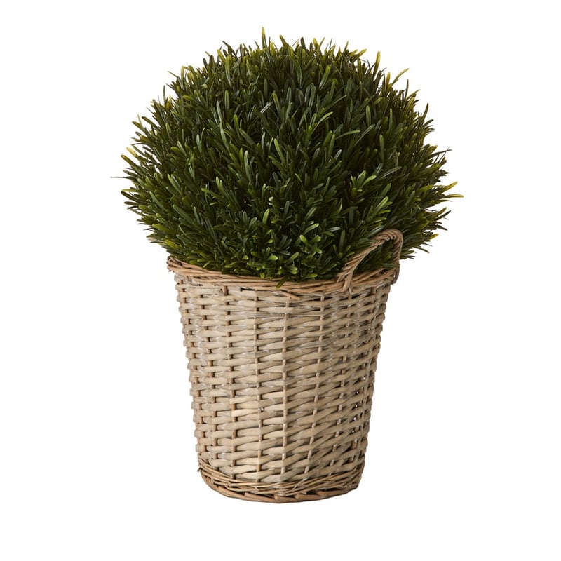 Green Rosemary in Basket