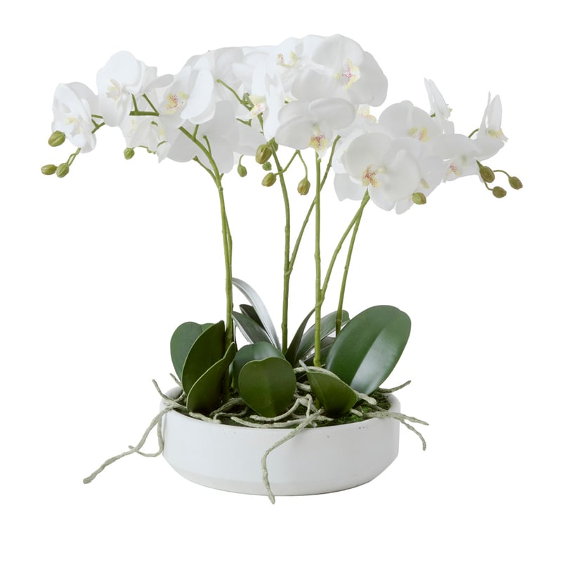 Contemporary White 5 Stem Orchid 