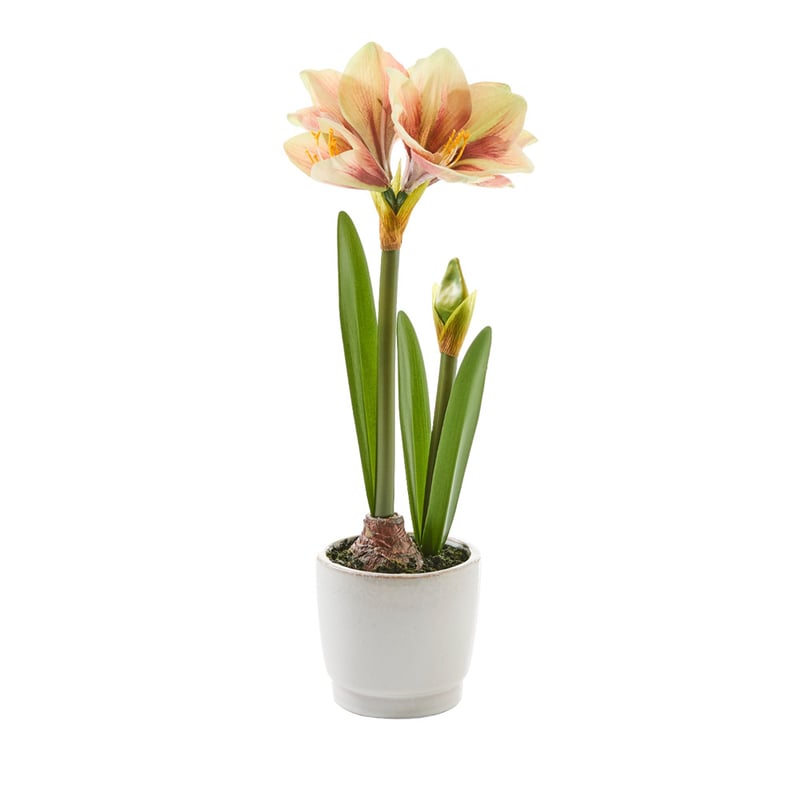 Blush 2 Stem Potted Amaryllis