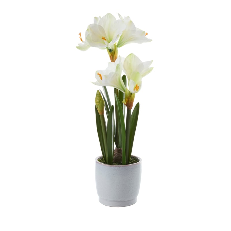 White 3 Stem Potted Amaryllis