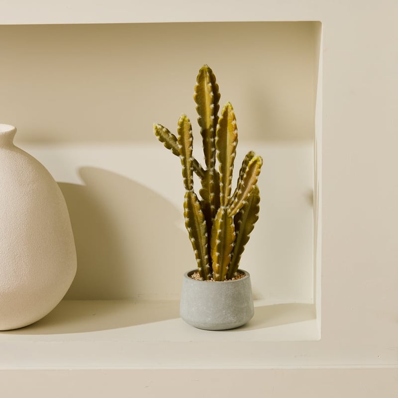 Potted Green Cactus