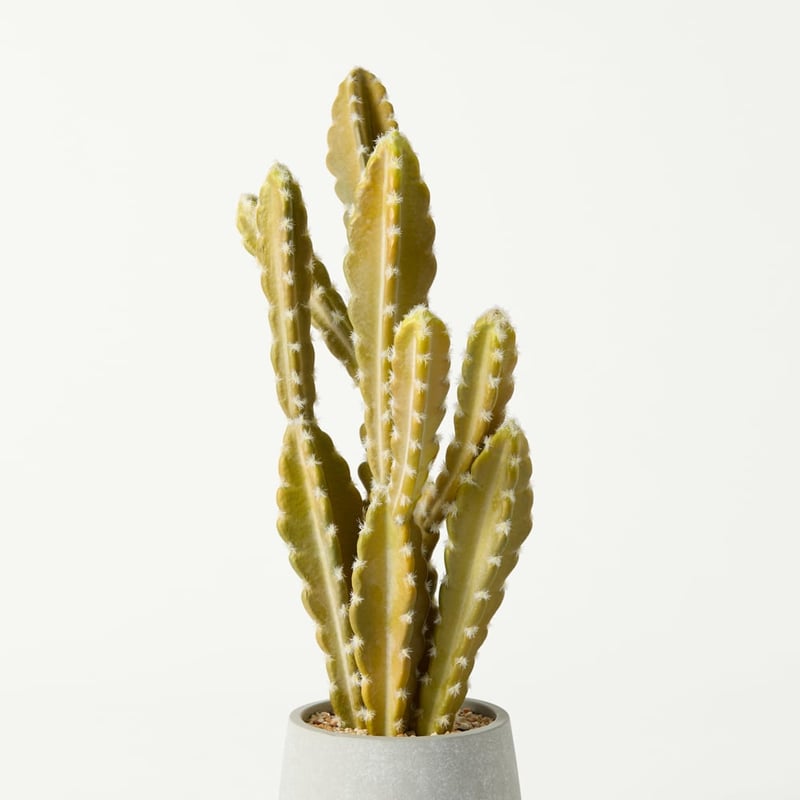Potted Green Cactus