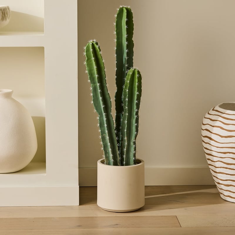 Potted Green Large Cactus