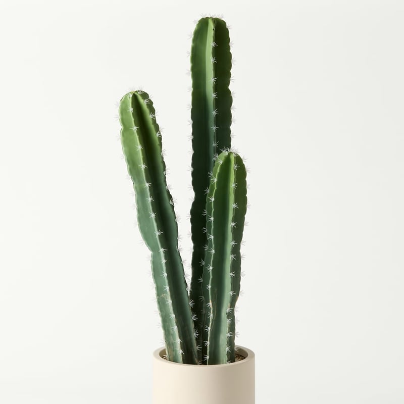 Potted Green Large Cactus