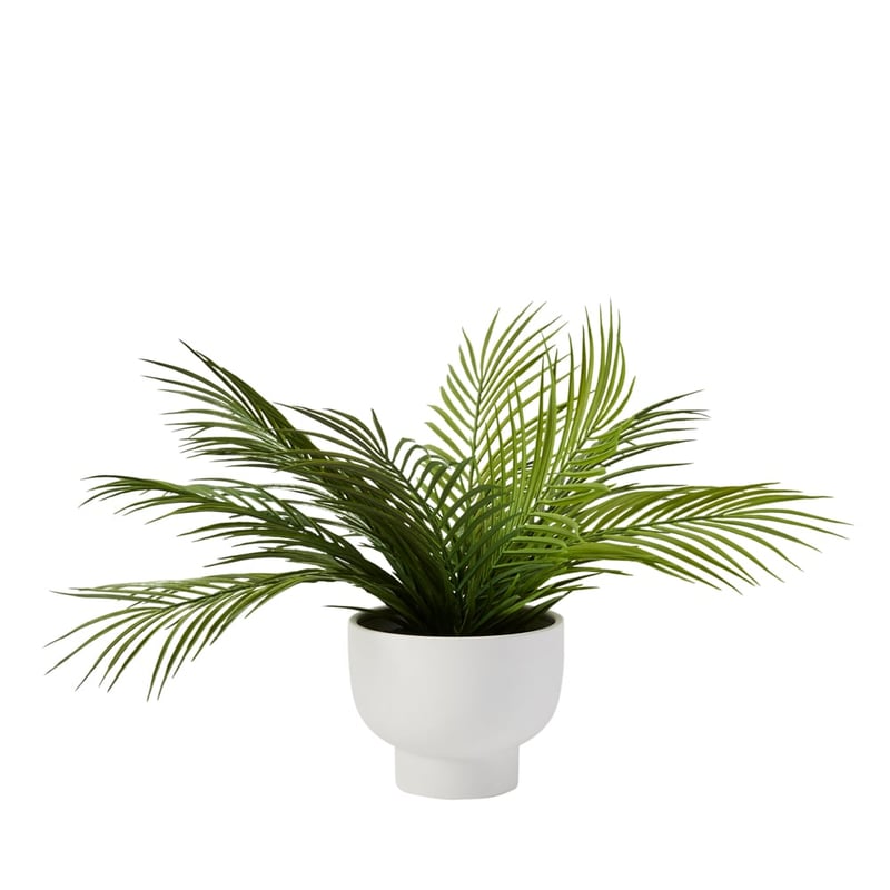 Potted White & Green Anemone