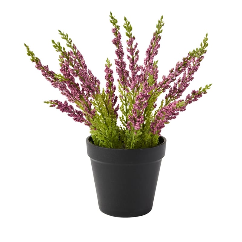 Red Potted Lavender