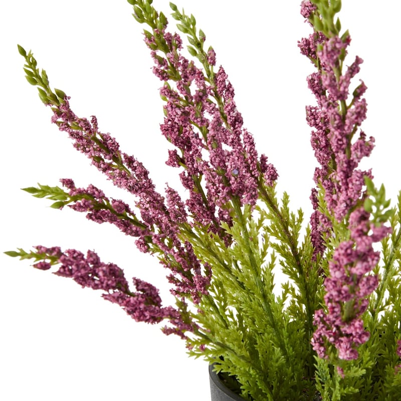 Red Potted Lavender