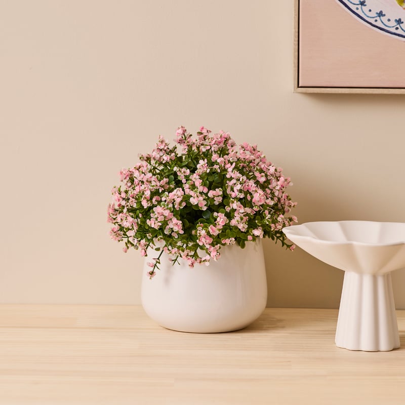 Pink & Green Potted Nemesia