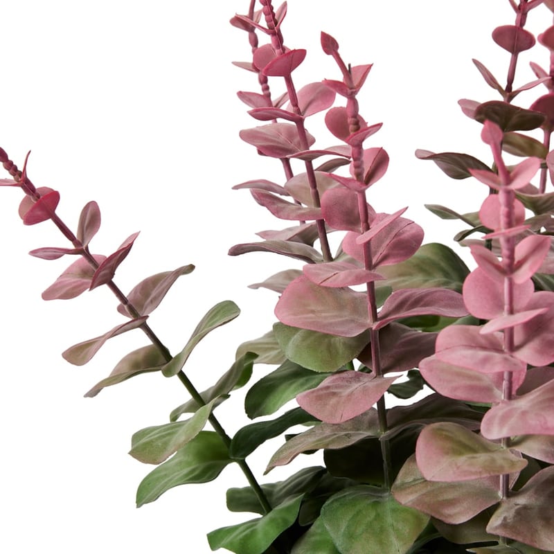 Pink Tip Potted Eucalyptus