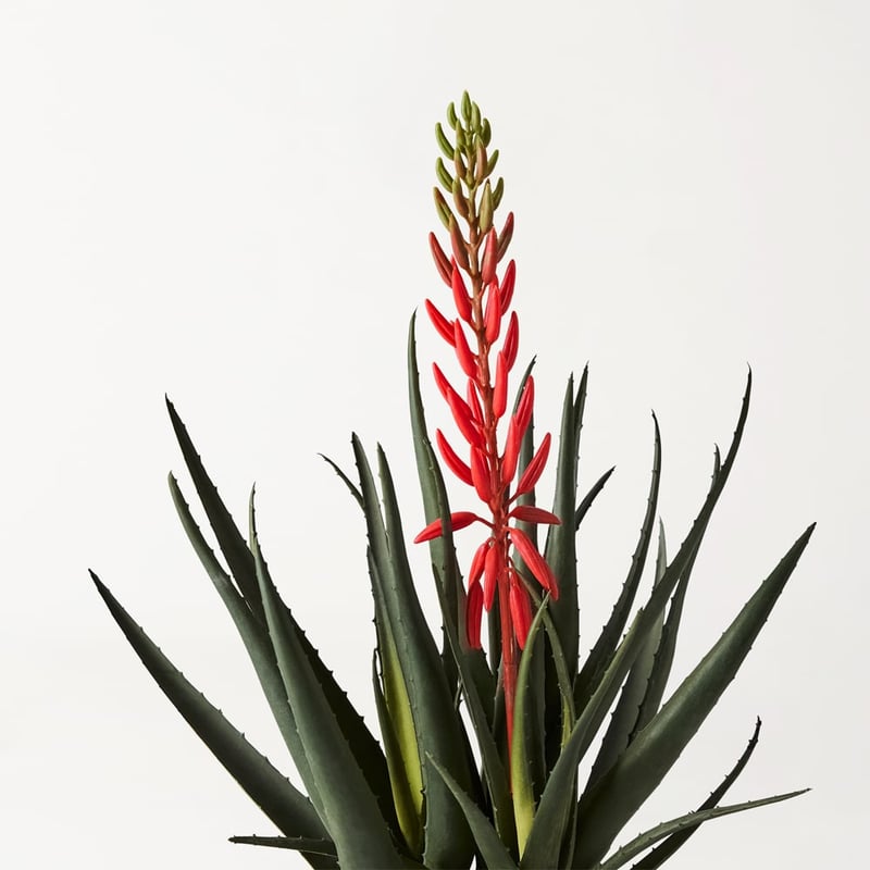 Aloe Coral & Green Potted Plant