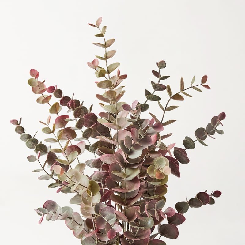 Eucalyptus In Ceramic Pot