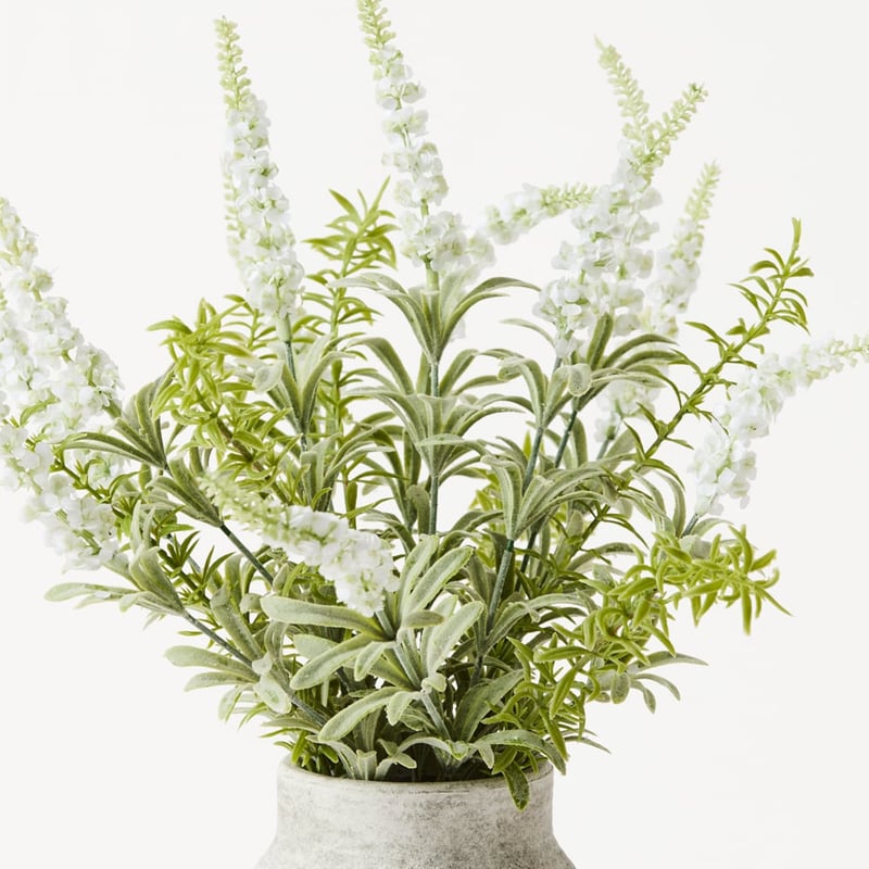 White Lavender in Ceramic Vase