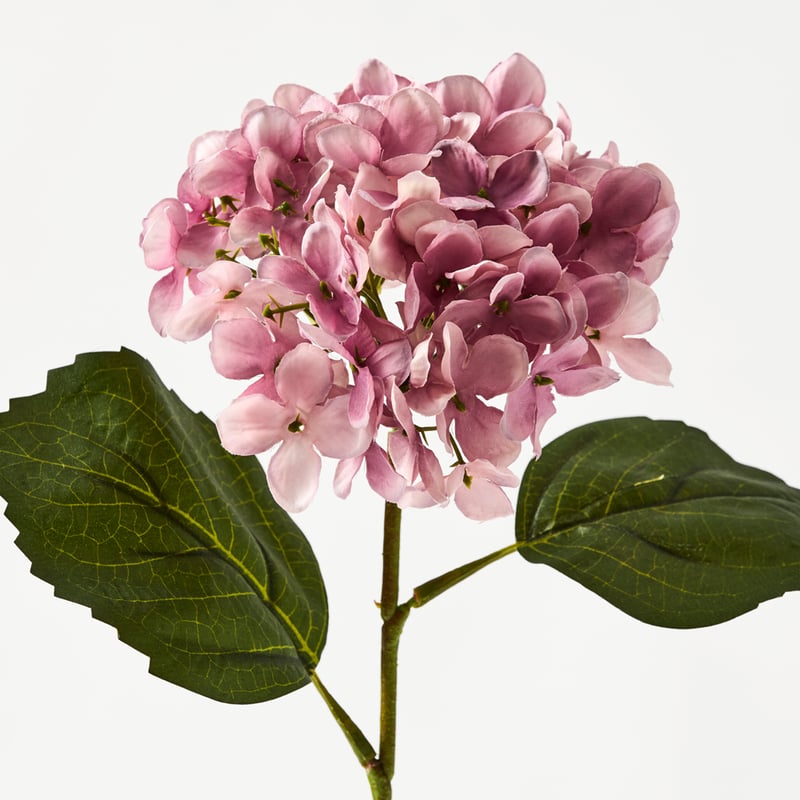 Pink Hydrangea Stem