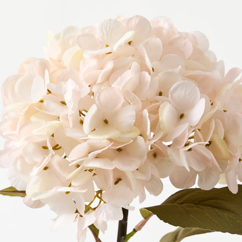 Hydrangea Stem White