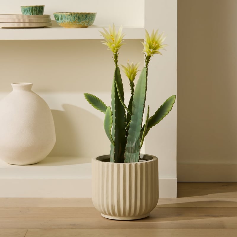 Potted Yellow Flowering Cactus