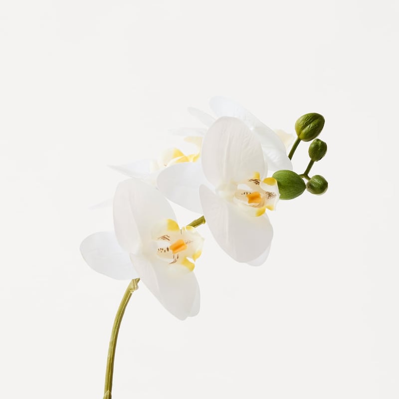 White Phalaenopsis 1 Stem in Ceramic Pot