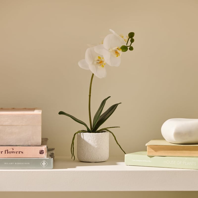White Phalaenopsis 1 Stem in Ceramic Pot