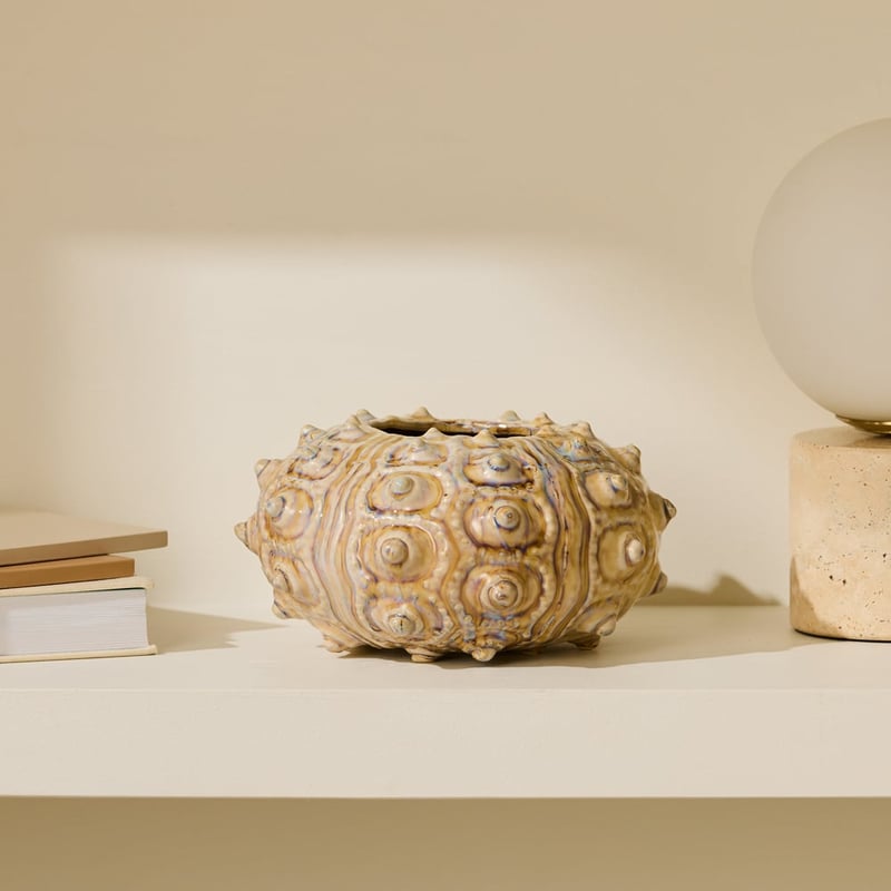 Marine Natural Sea Urchin