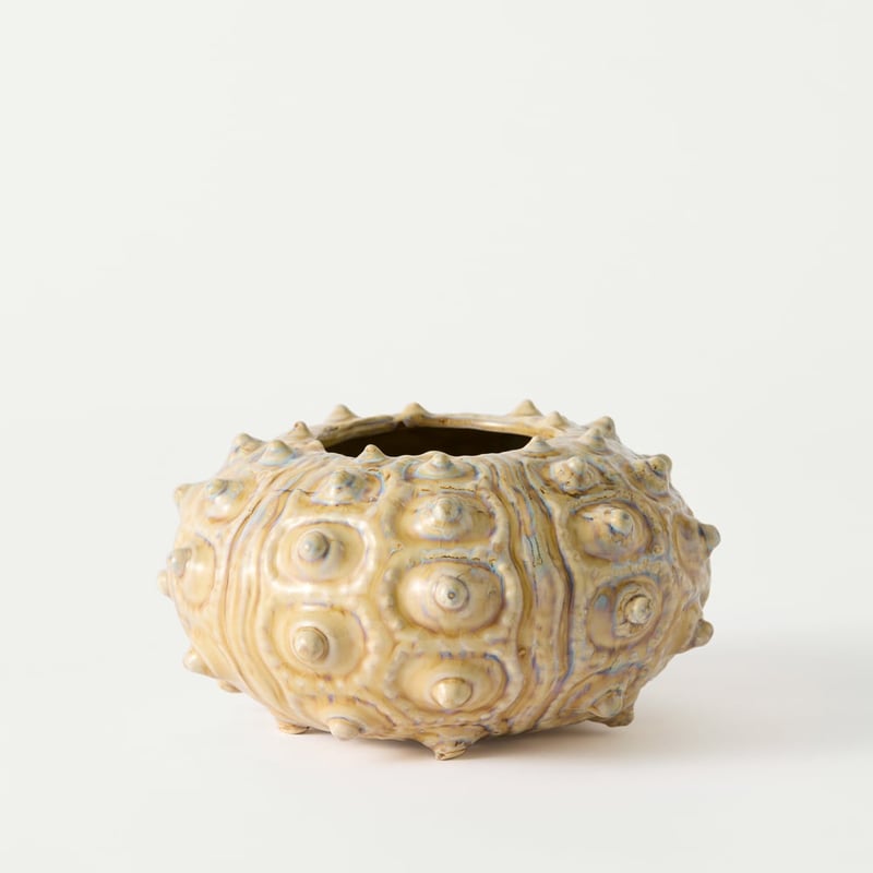 Marine Natural Sea Urchin