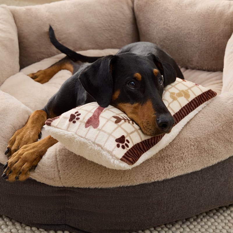 Maisy Best Friends Chocolate Pet Pillow