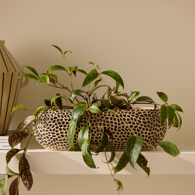 Animalia Black & Natural Long Pot