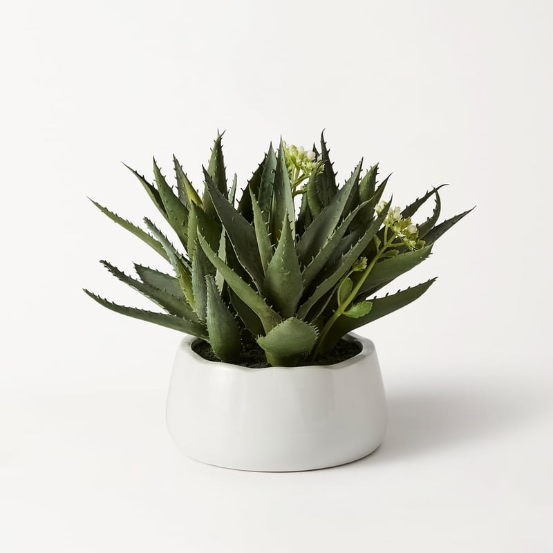 White & Green Aloe Flower In Ceramic Pot
