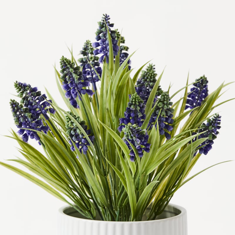 Green Lavender Plant in Ceramic Pot