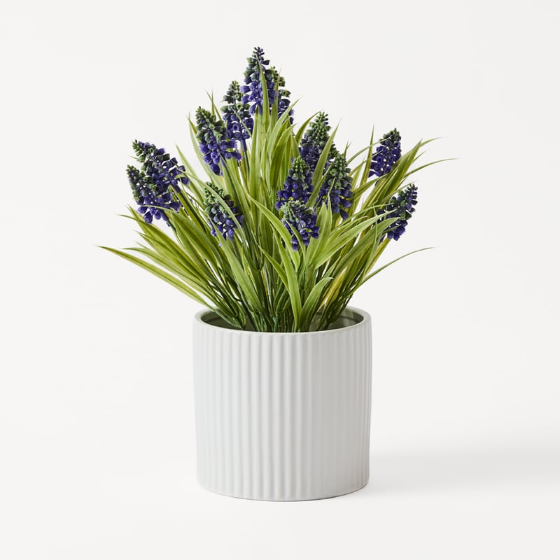Green Lavender Plant in Ceramic Pot