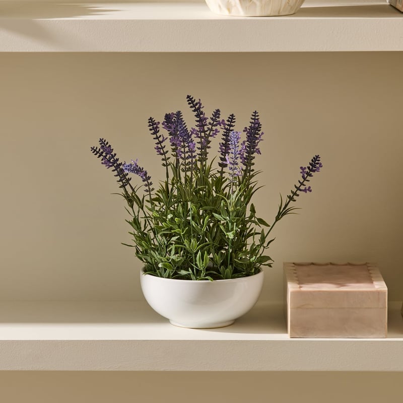Purple Lavender Plant in Ceramic Bowl