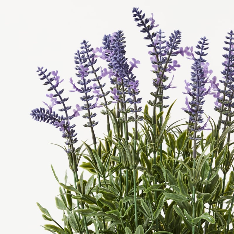Purple Lavender Plant in Ceramic Bowl