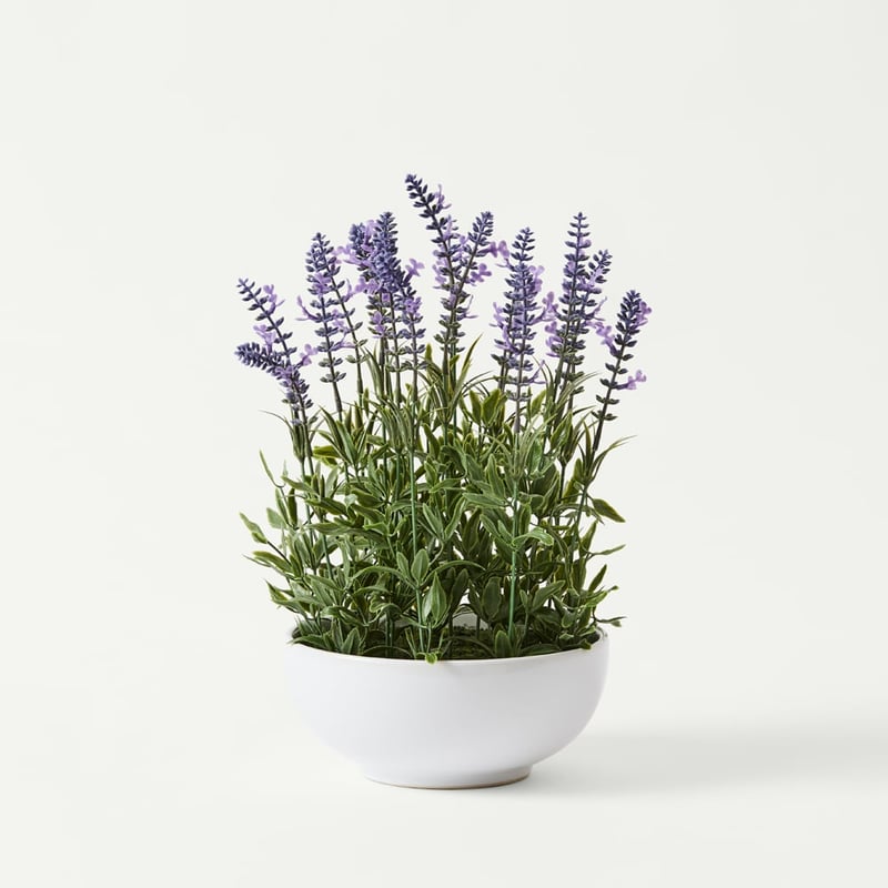 Purple Lavender Plant in Ceramic Bowl