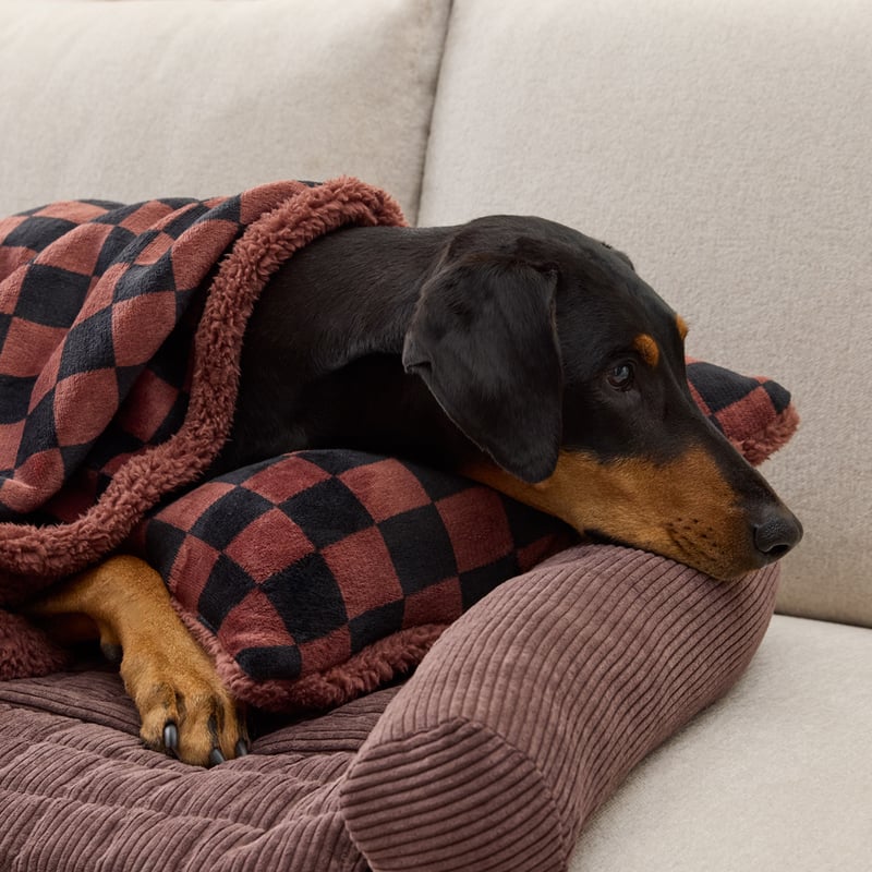 Maisy Checkerboard Chocolate Pet Pillow