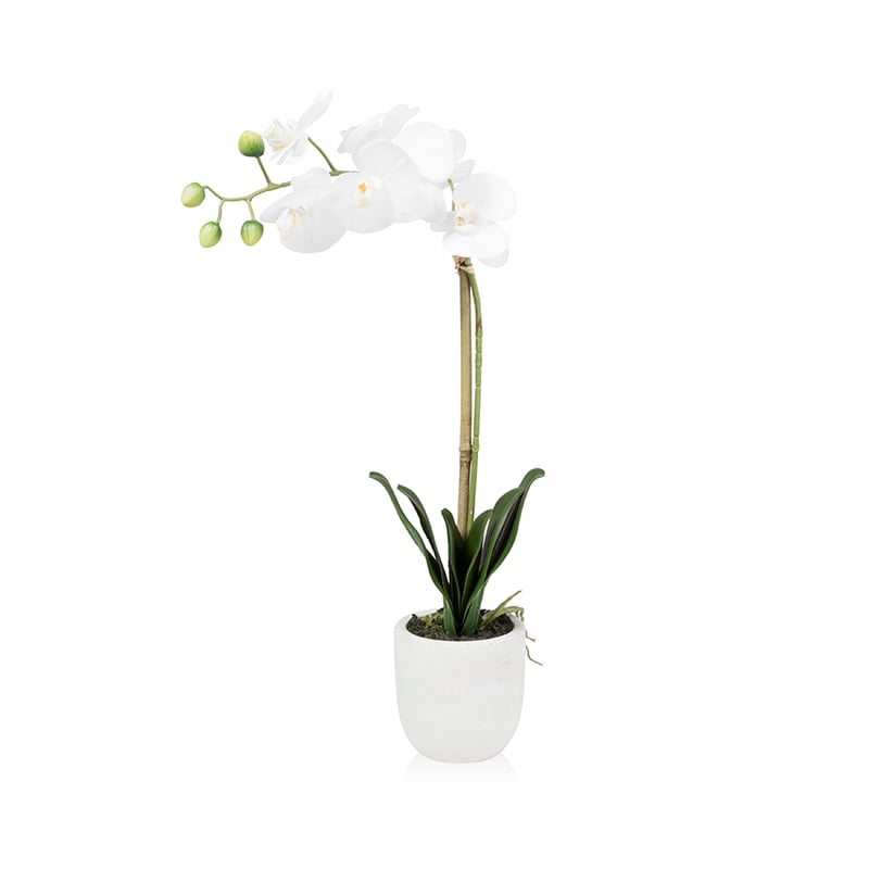 Orchid Collection 1 Stem Stone 