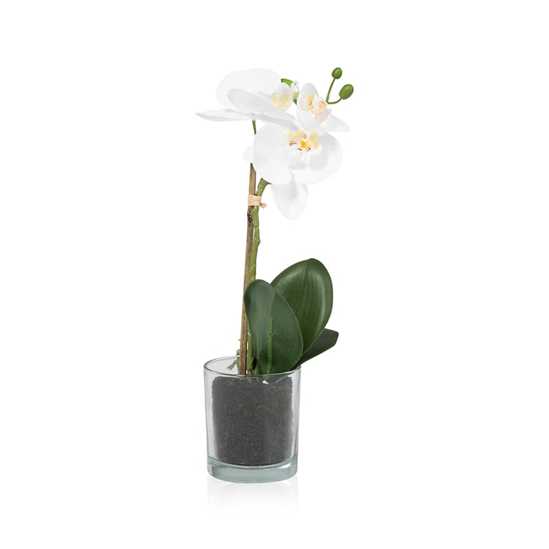 Orchid Collection 1 Stem Glass 