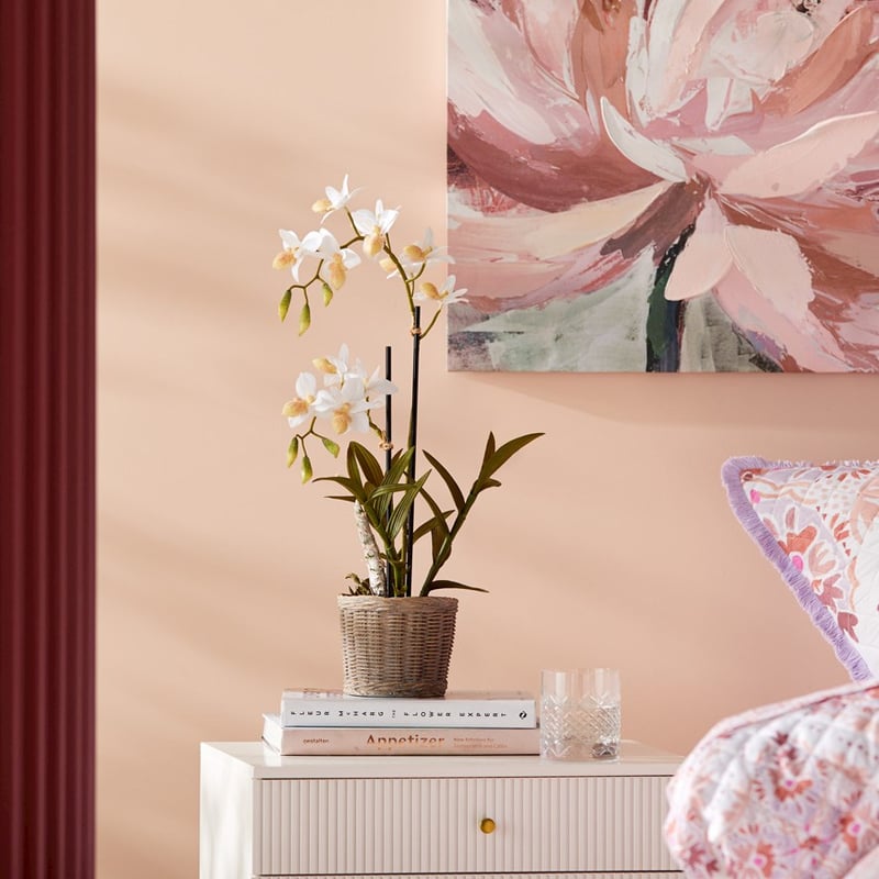 Ophrys White Orchid Collection