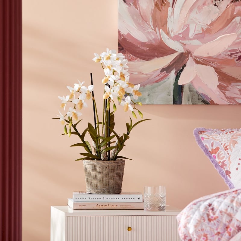 Ophrys White Orchid Collection