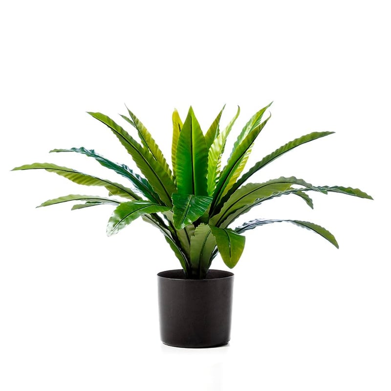 Bird Nest Fern 55cm Potted Plant