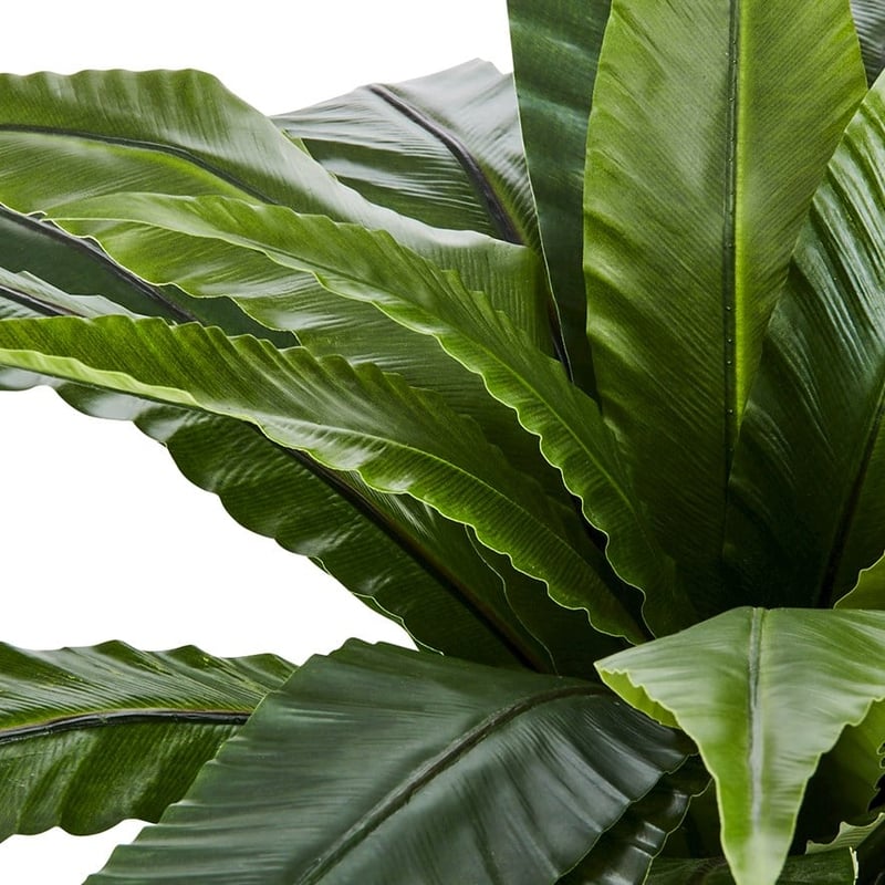 Bird Nest Fern 55cm Potted Plant