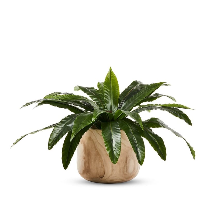 Bird Nest Fern 55cm Potted Plant
