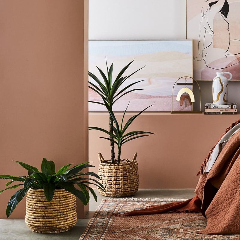 Bird Nest Fern 55cm Potted Plant