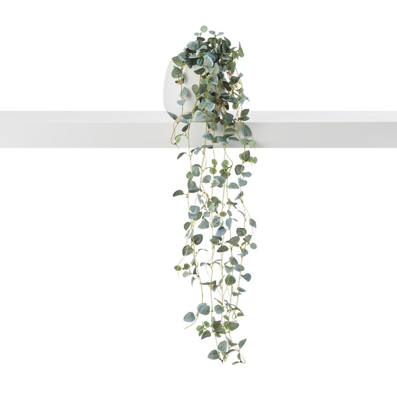 St Ives White & Green Silver Leaf Potted Plant