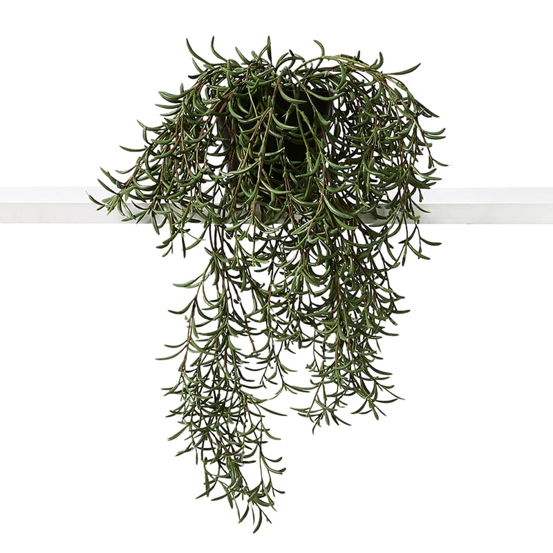 Canning Plant Spikey Hanging