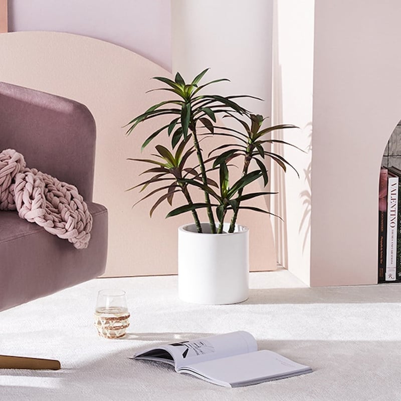 Yucca Large Evergreen Plant