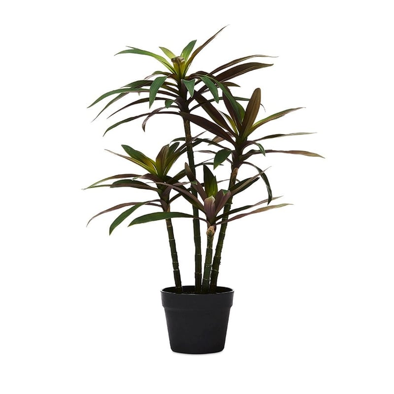 Yucca Large Evergreen Plant