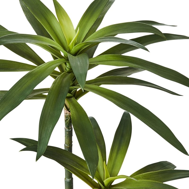 Yucca Large Evergreen Plant