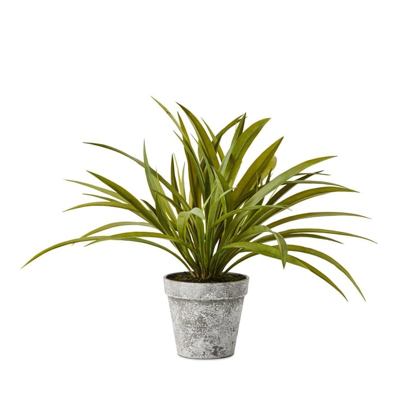 Evergreen Yucca Green Spider Plant